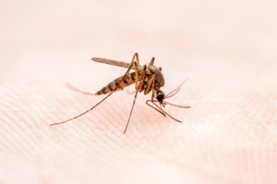 Williamson County reports second human case of West Nile virus
