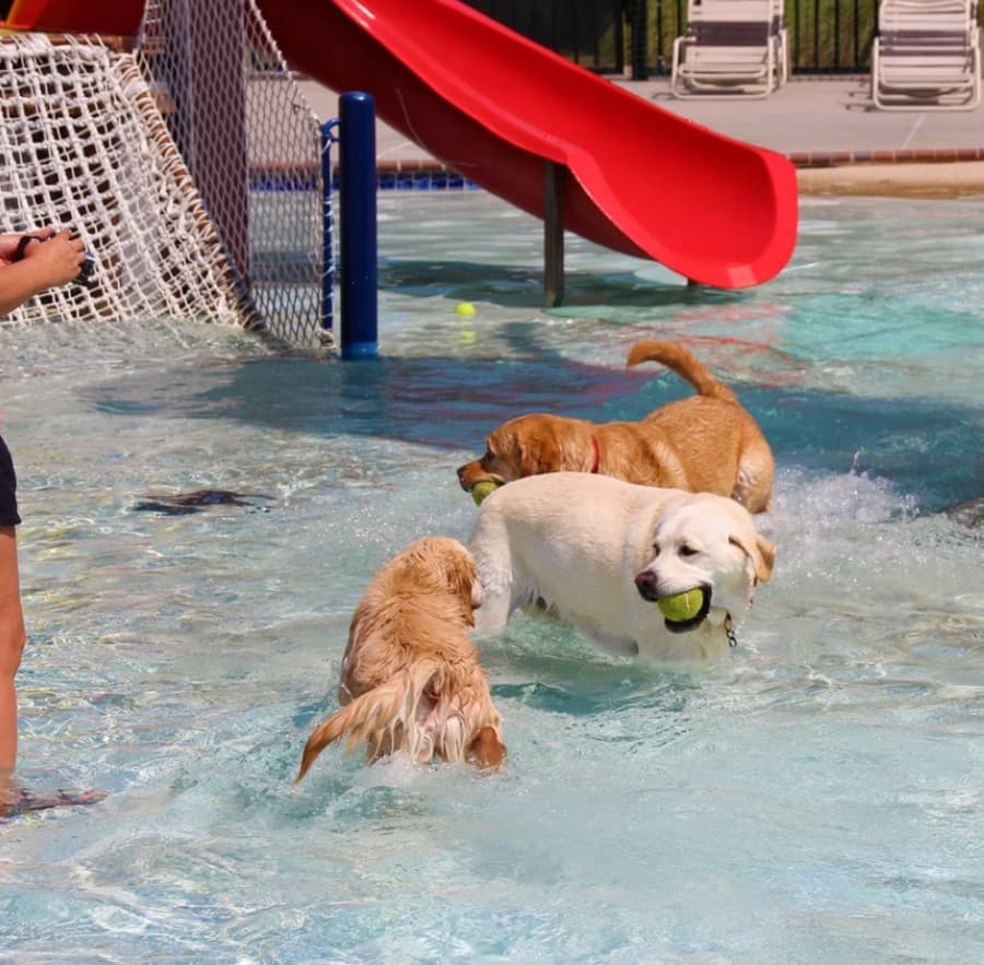 Dogs and their humans will get to play in the pool at the Frisco Athletic Center as part of Paws in the Pool. (Courtesy city of Frisco)