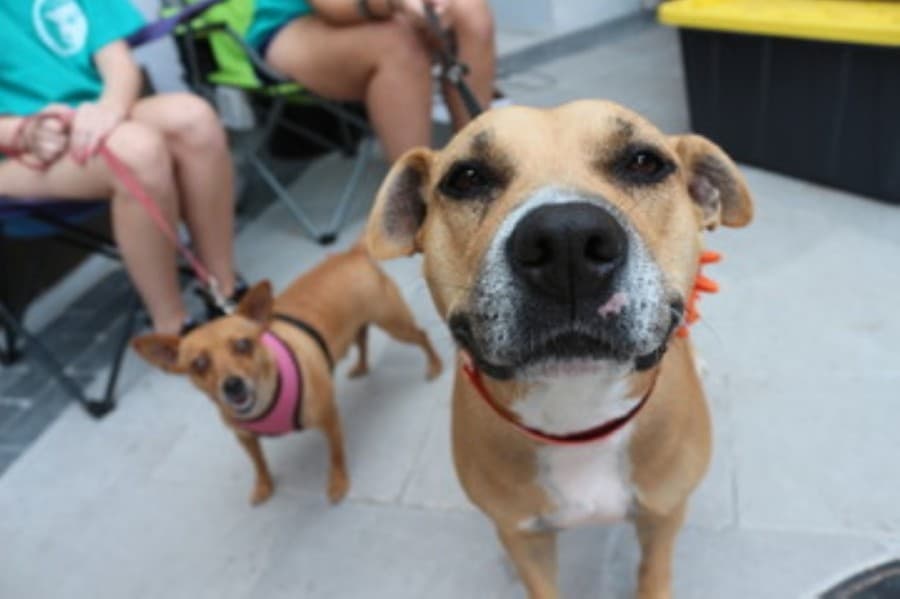 Williamson County Regional Animal Shelter offering free pet adoptions Sept. 12-13