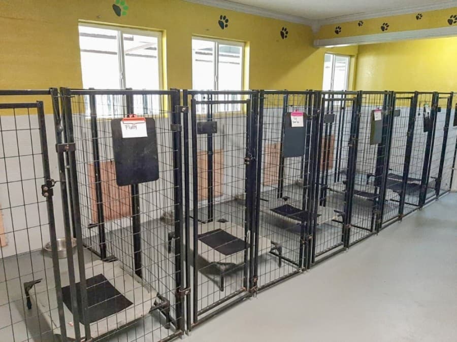 Boarding dogs' dormitories are climate controlled and feature a connection to outdoor spaces. (Courtesy K9 PW Training and Boarding)