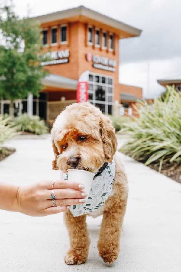 Along with offering food and coffee, Lovebeans Coffeehouse offers pup cups for guests who want to treat their dogs. (Courtesy Lovebeans Coffeehouse)
