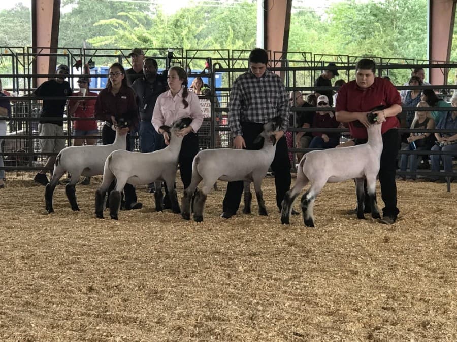 The show must go on: Magnolia ISD to hold 36th annual livestock show Sept. 18-19