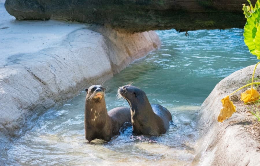 Houston Zoo to open South America’s Pantanal on Oct. 10