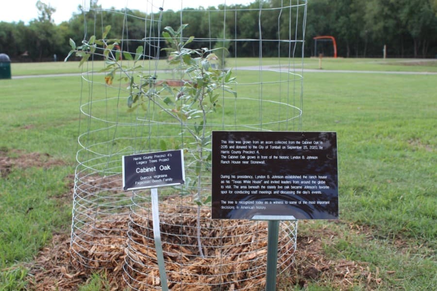 In partnership with Precinct 4, several historic seedlings have been planted at Broussard Park as part of Precinct 4's Legacy Trees project. (Anna Lotz/Community Impact Newspaper)