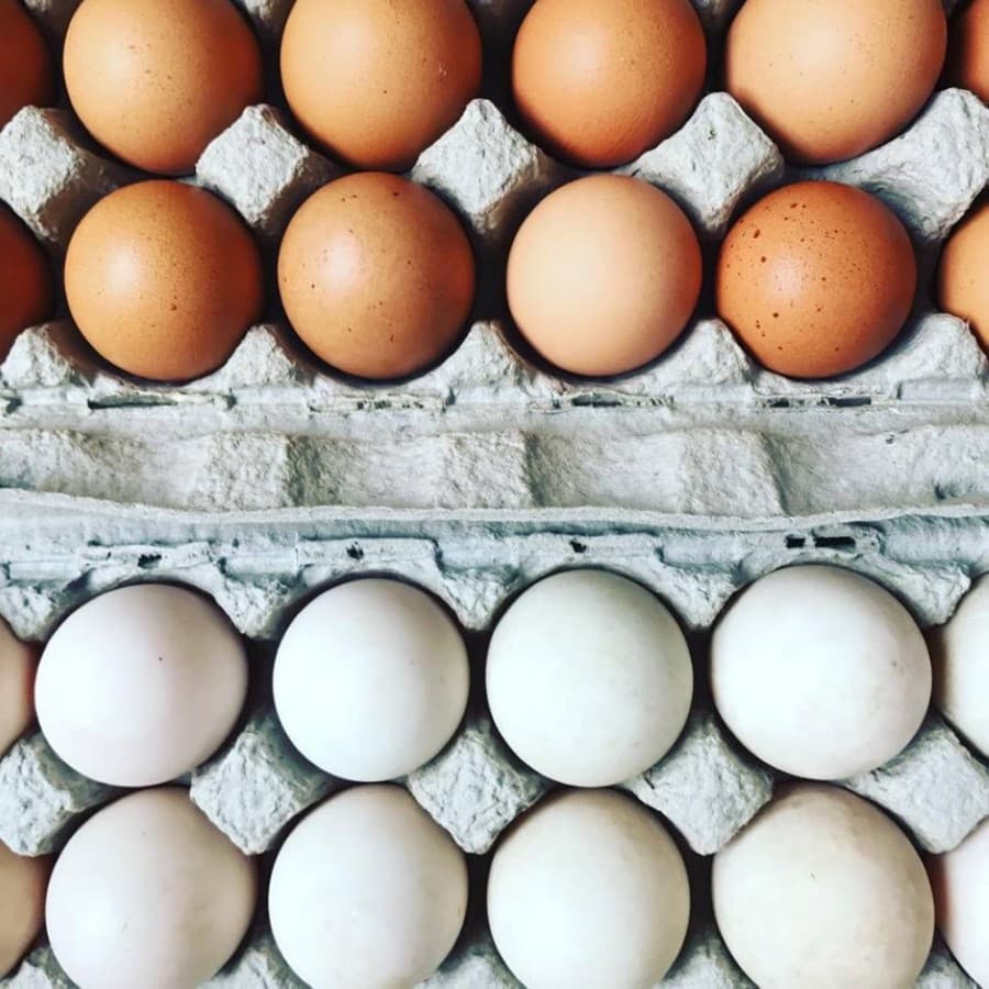 Decision on a backyard chicken ordinance for Plano delayed until next year