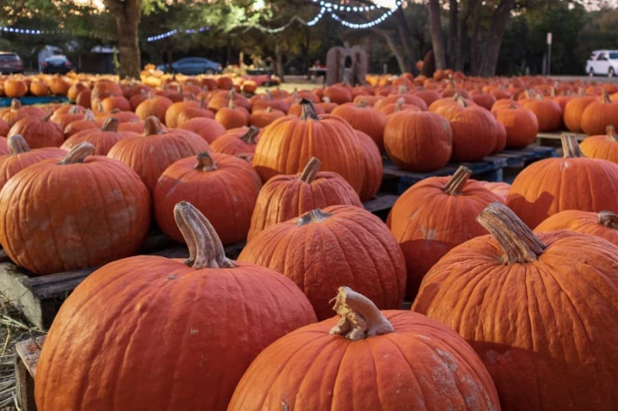 From Round Rock to New Braunfels: 16 fall activities in October 2020