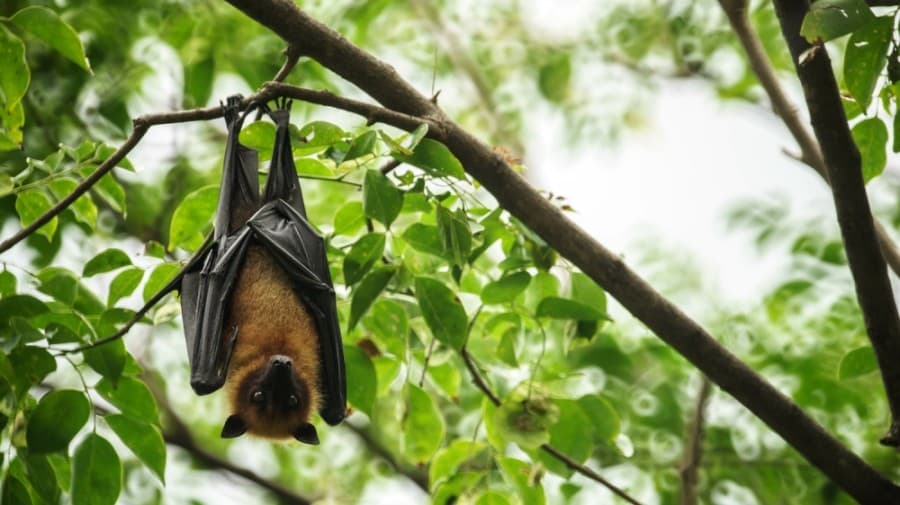 Four bats test positive for rabies in Plano