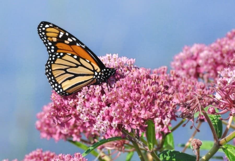 Monarch View Park in Frisco to help butterflies and more top DFW-area news