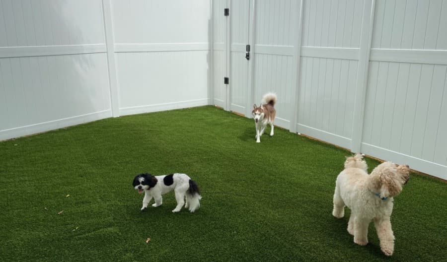 Dogtopia in McKinney to mark anniversary with fall carnival
