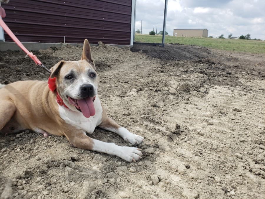 Gracie was rescued from a high-kill animal control center in Corpus Christi. (Ali Linan/Community Impact Newspaper)