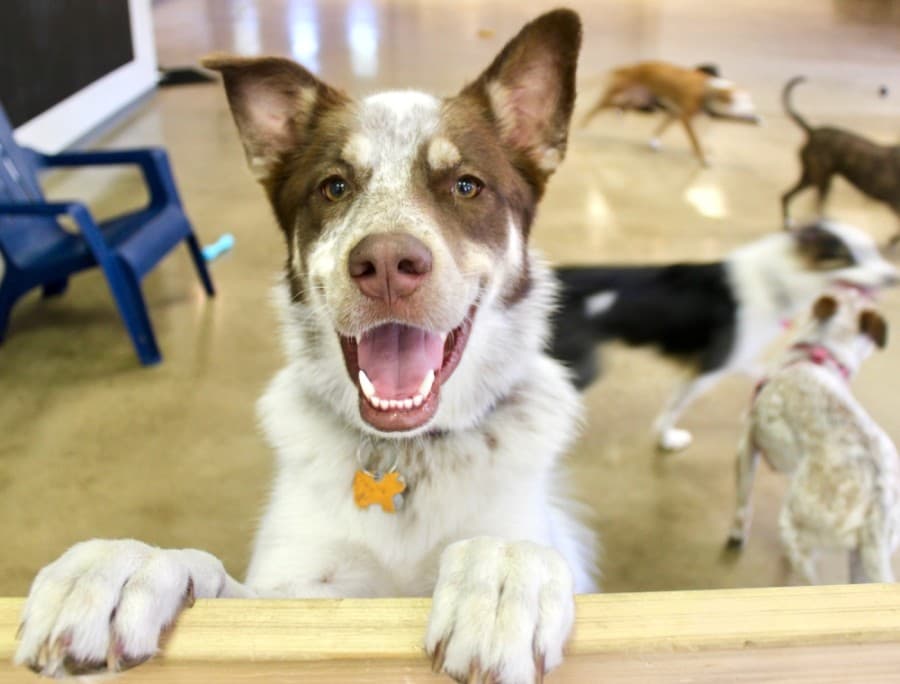 PetSuites opens new location in north Fort Worth