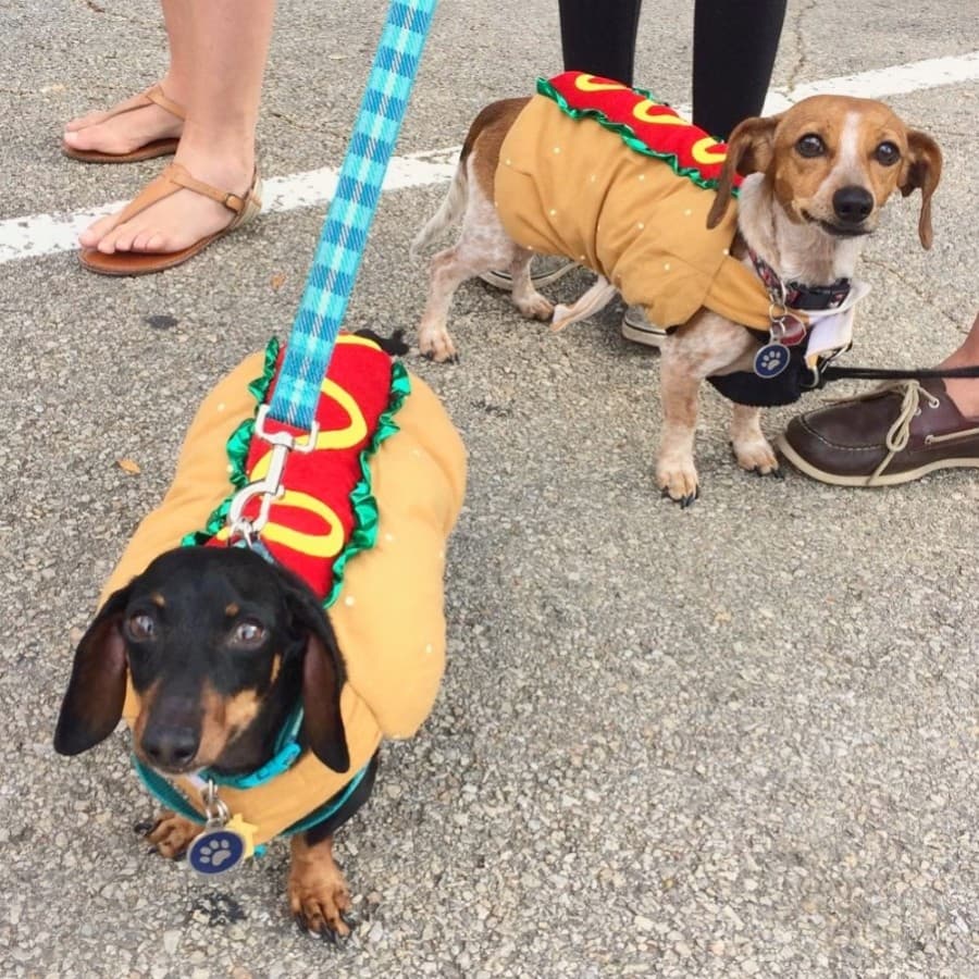 dog-costume