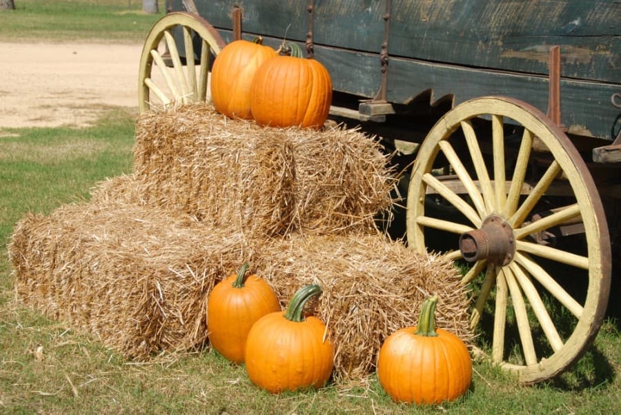Dog costumes, pumpkin fests: 7 fall, Halloween events in Cedar Park and Leander