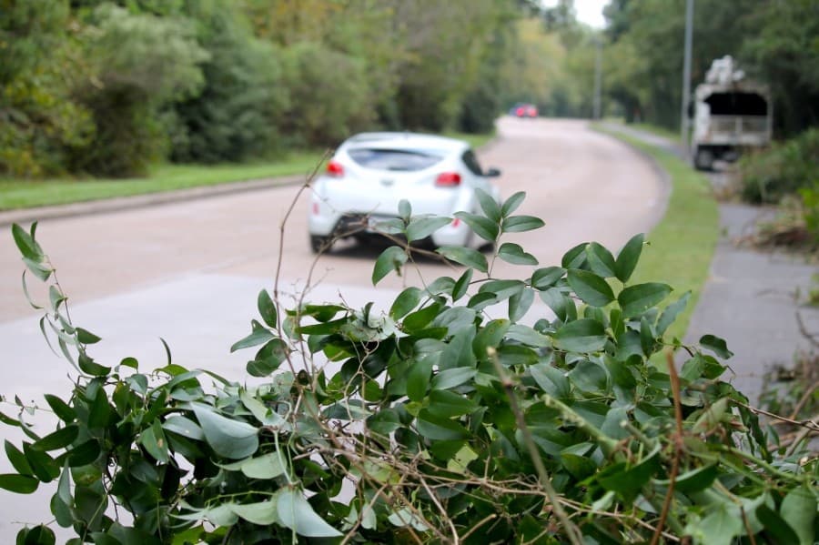 Kingwood area hosts pilot program to remove Kudzu vines