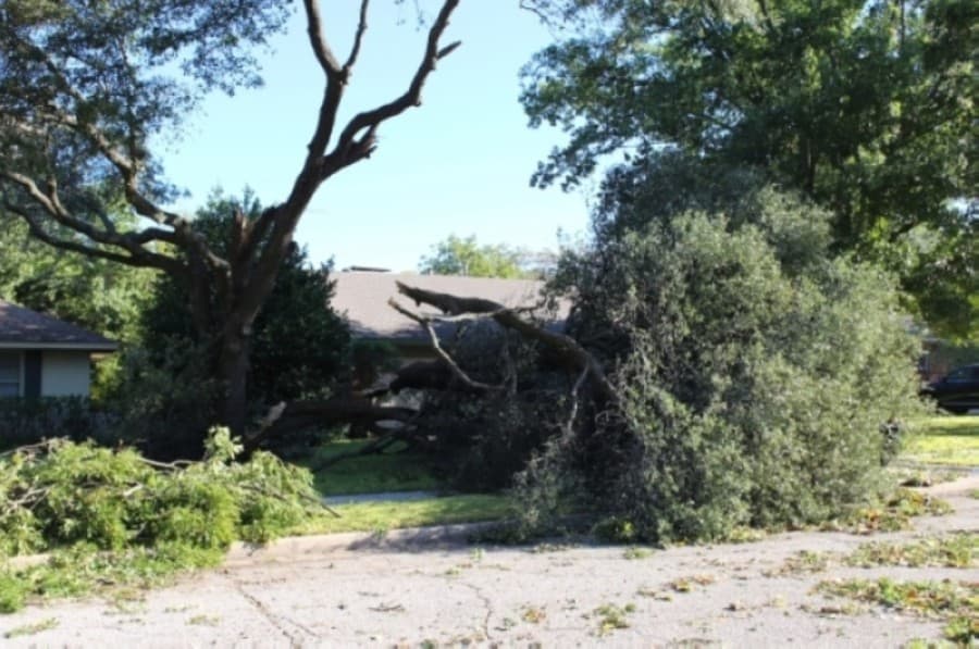 Free trees: Replace those lost in Richardson tornado and more DFW news