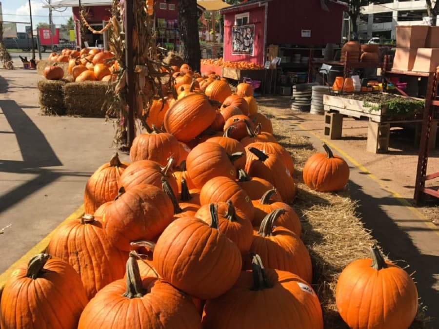 Trick or treat? Have your pick of both with 5 Round Rock, Pflugerville, Hutto Halloween events