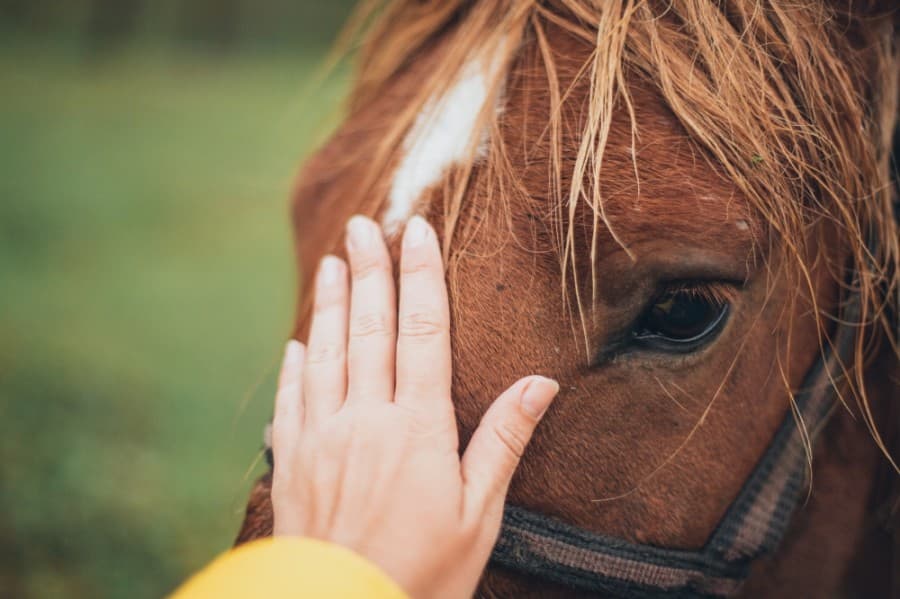 SIRE Therapeutic Horsemanship relocates Fort Bend location due to coronavirus restrictions