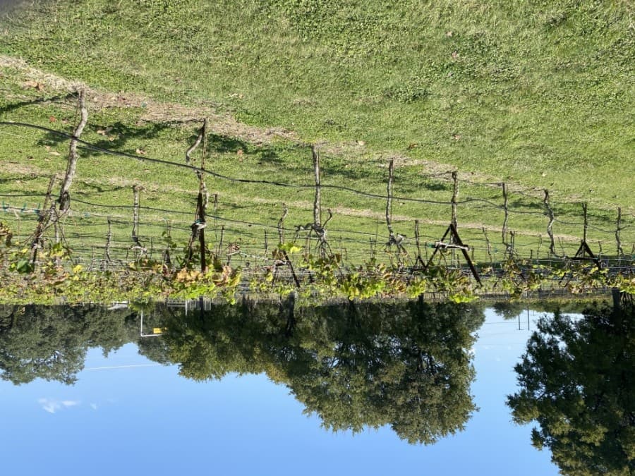 The vineyard grows Black Spanish grapes on site. 