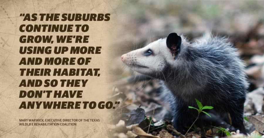 Developers, organizations work to prevent wildlife displacement in Cy-Fair