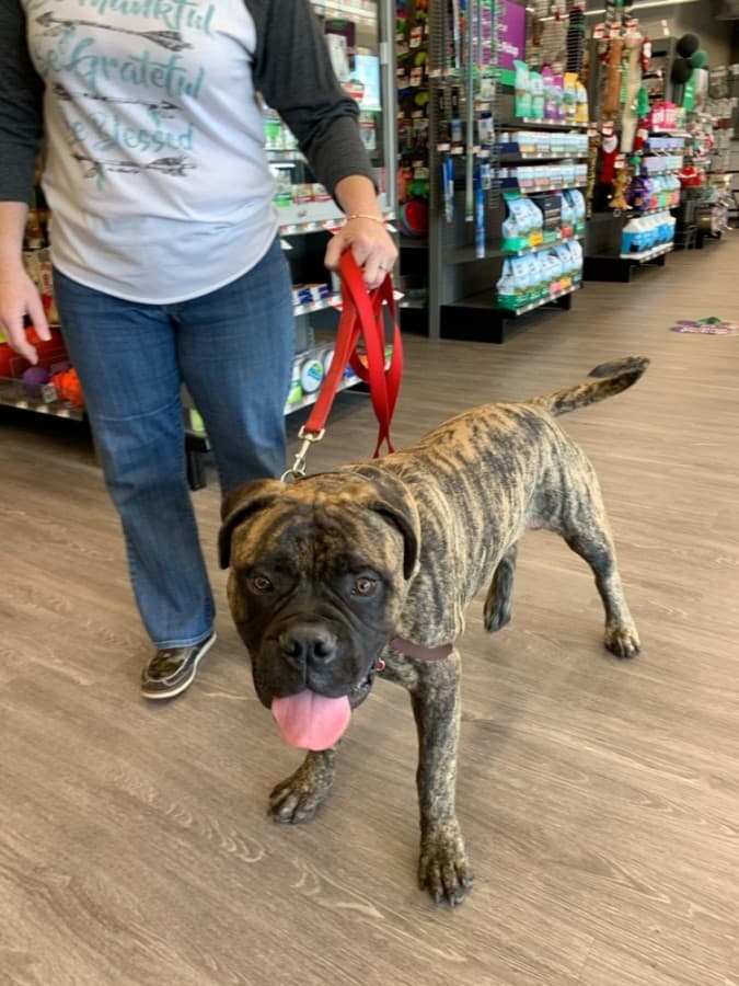 Pet supplies, swimming and pizza: Here's the latest business news in Tomball, Magnolia