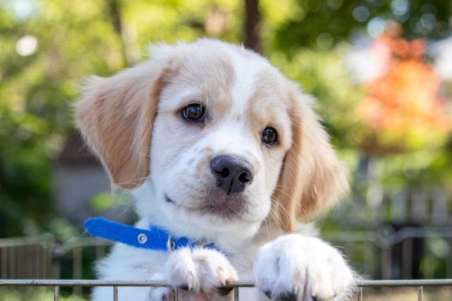 Take Me Home Pet Rescue relocates its adoption center