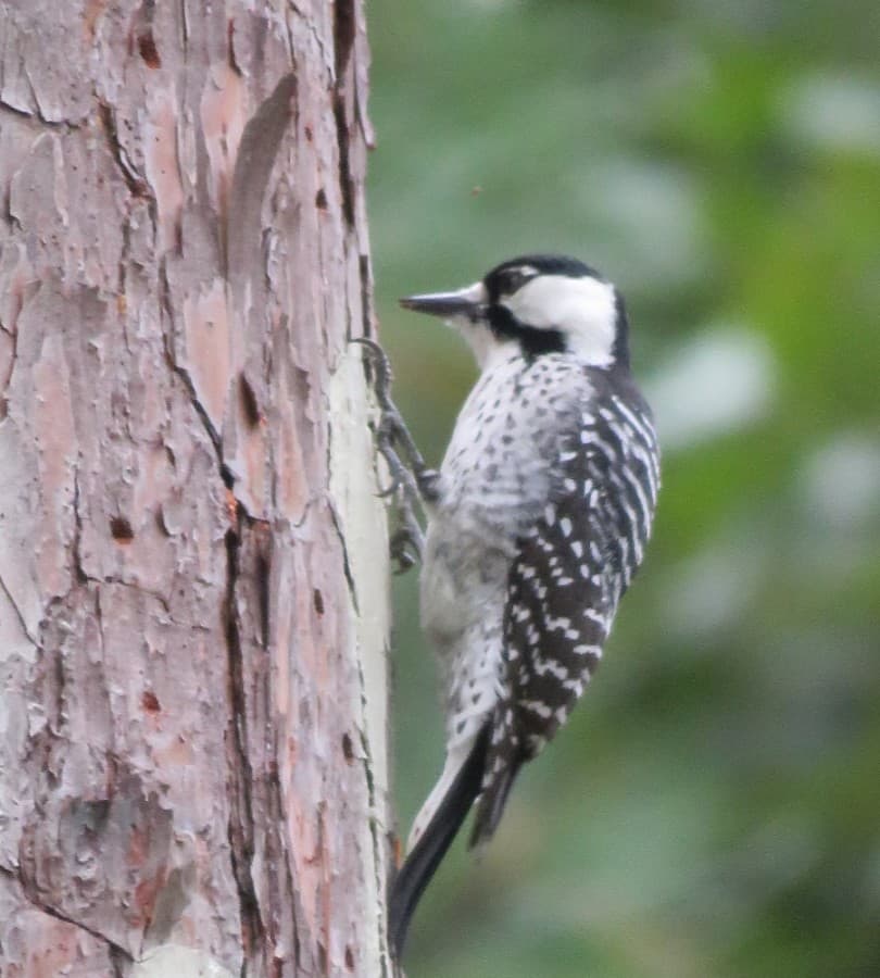 Endangered woodpeckers known to inhabit W.G. Jones State Forest could see status change to 'threatened'