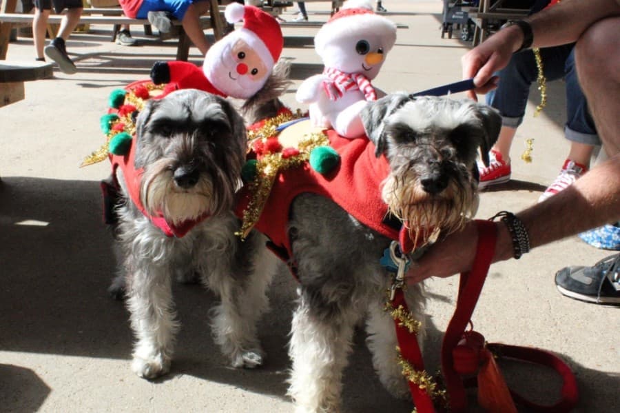 TO-DO LIST: Check out these virtual and in-person November, December Katy-area events