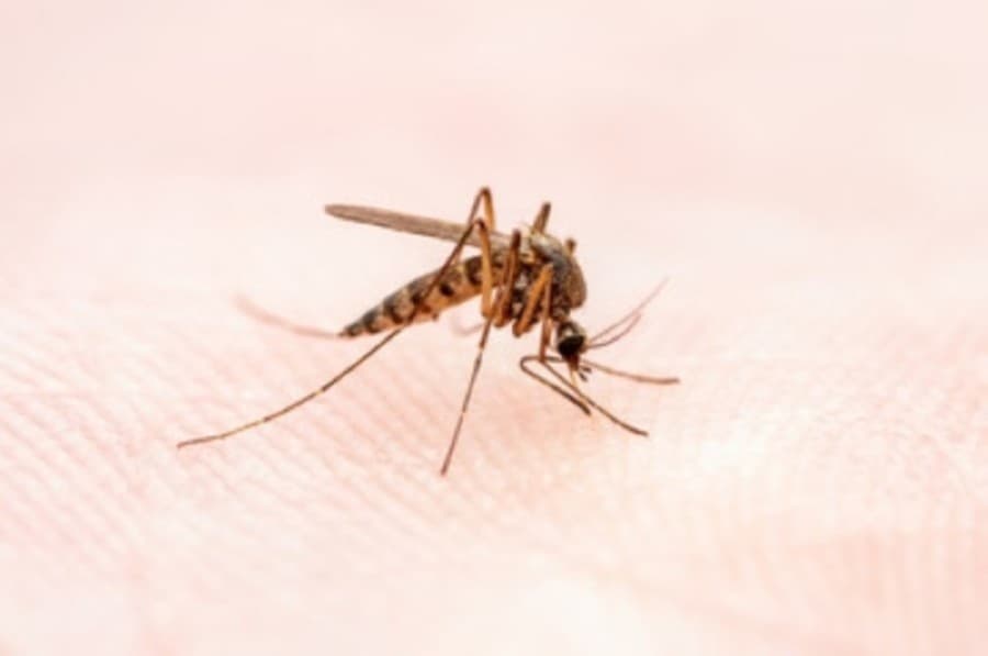 New mosquito trap tests positive for West Nile virus in Cedar Park