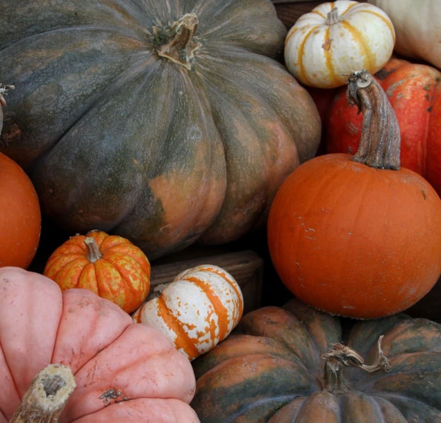 Here are the altered city services for Plano residents heading into Thanksgiving