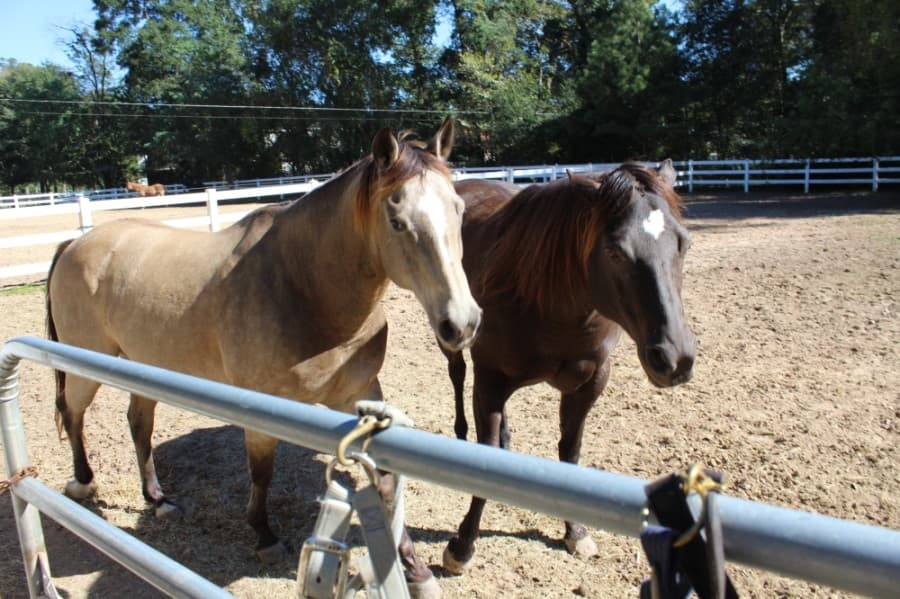 Horses that are boarded at Callegari Equestrian Center spend around seven hours each day in a fenced pasture area where they are able to run around. (Shawn Arrajj/Community Impact Newspaper)