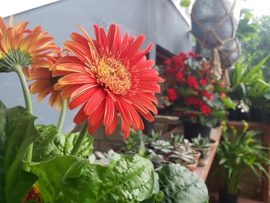 With Valentine’s Day right around the corner—The Flower Box’s busiest day of the year, followed by Mother’s Day— O’Neill said she recommends people put in their orders sooner rather than later. (Ali Linan/Community Impact Newspaper)