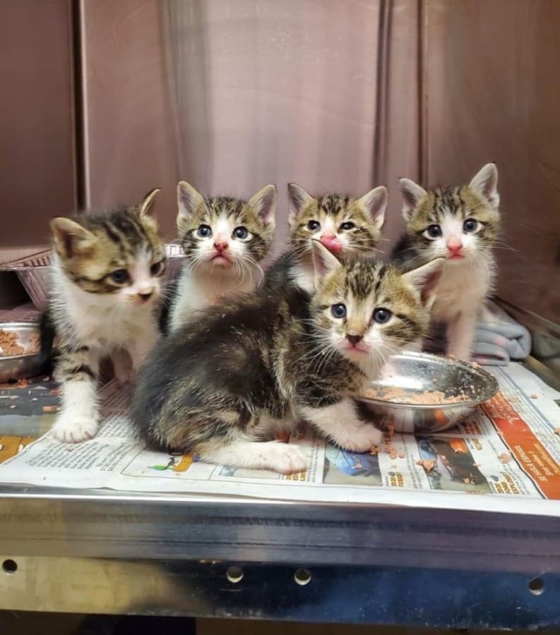 Humane Society of the New Braunfels Area getting building for population-control procedures