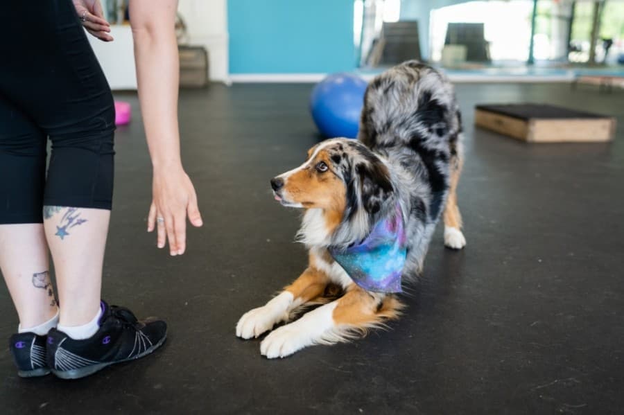 New location for Cosmic Canine offers dog training, boarding in Plano