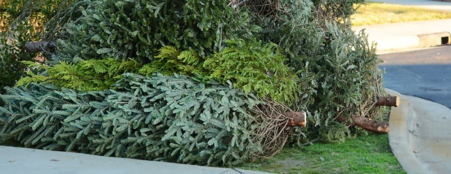 How to recycle your holiday tree in Frisco and McKinney