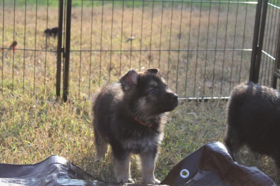 The foundation services police departments with trained K-9s, military veterans with support animals as well as individuals in need of emotional support or physical protection, per its mission statement. (Courtesy Carla Carroll)