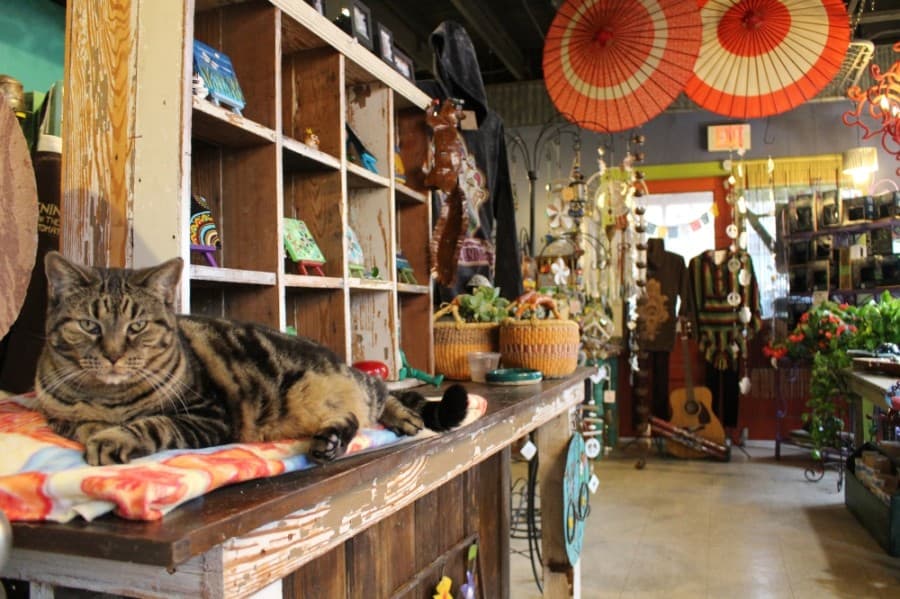 Many customers come for art, but many others come to see Momma, who has come to be the store's mascot. She spends most of her days napping atop this heating pad, but she wakes up for the occasional cuddle to say hi to new and old friends. (Francesca D'Annunzio/Community Impact Newspaper)