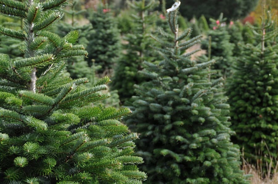 How and where to recycle Christmas trees in Houston