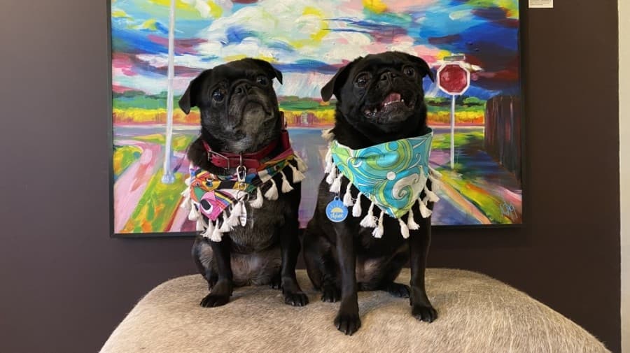 Tassel and Charm Charm have made Art for the People their home. (Courtesy Art for the People)