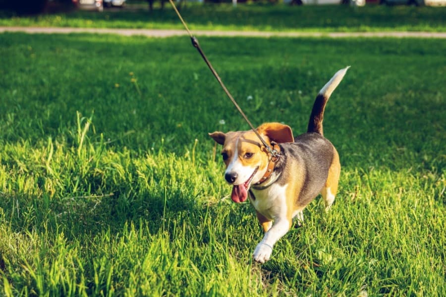 City of Katy Dog Park to install new security camera to reduce number of abandoned dogs