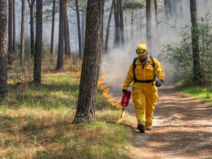 Prescribed burning of W.G. Jones State Forest scheduled for Jan. 14-15