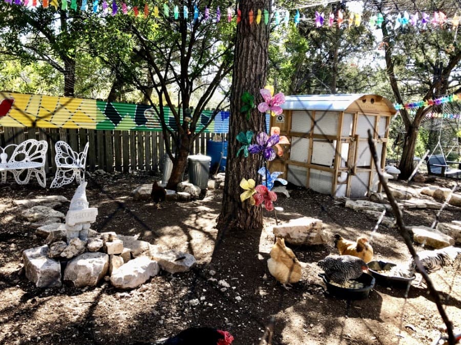 Students love visiting the chickens at Art Barn ATX, owner Amber Gordon said. (Sally Grace Holtgrieve/Community Impact Newspaper)