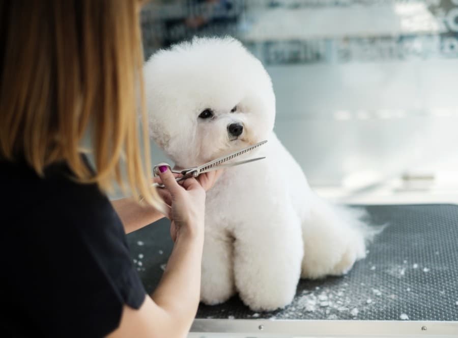 Rita's Grooming Spa now open under new ownership in Plano