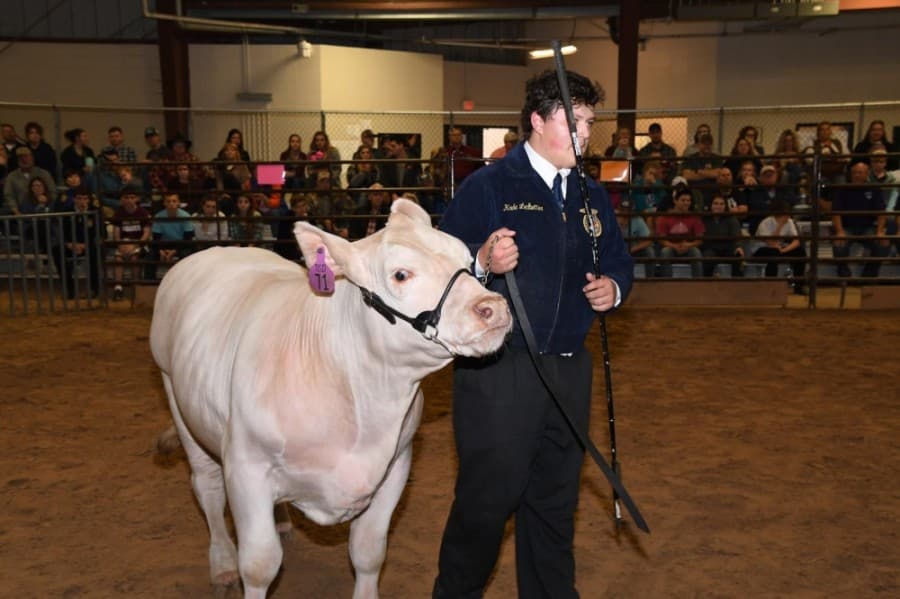 Steers, swine and livestreams: Tomball ISD 45th annual FFA Project Show limits in-person attendance, offers virtual option