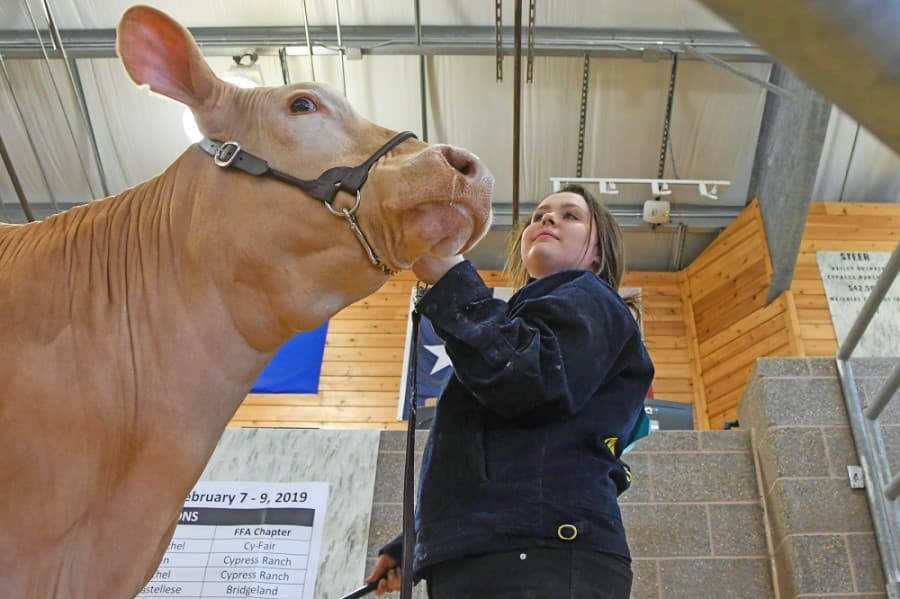 Here’s what to expect from Cy-Fair ISD’s 27th annual Livestock Show and Sale