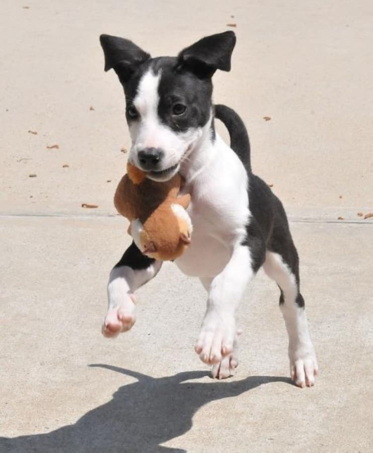 Play with puppies, see live comedy and more things to do in the Tomball-Magnolia area in February
