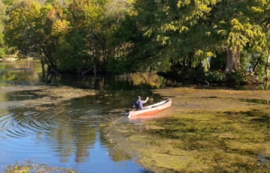 Experts: Floating vegetation accumulations in New Braunfels-area water systems need attention