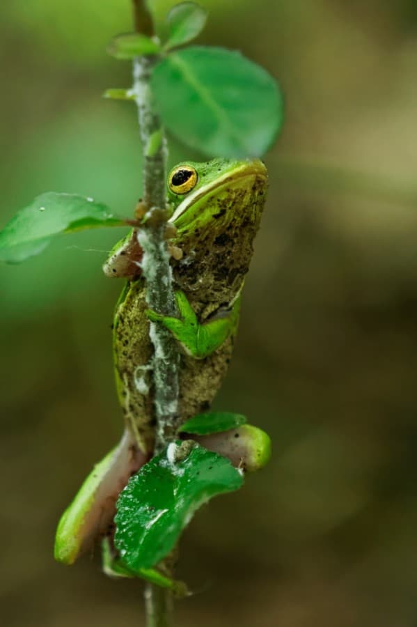 Visitors are drawn to Cullinan Park to explore the park's natural beauty. Photography enthusiasts and birders alike enter Cullinan Park's annual photo contest. Here are some of the scenes documented at the park in 2020. 3rd place - Wildlife: Green Tree Frog (Courtesy Kevin Docherty)