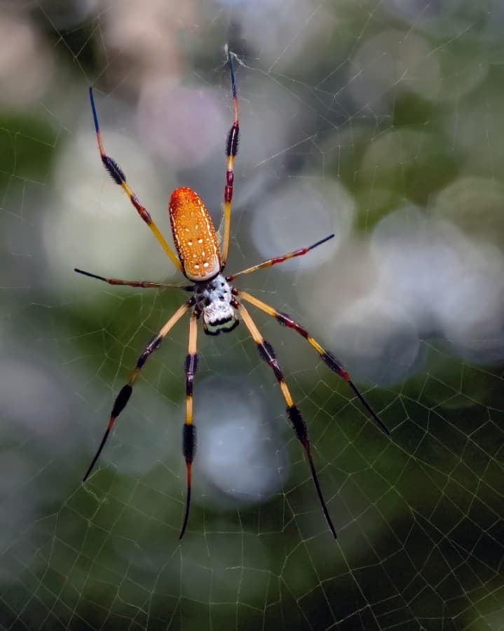 Visitors are drawn to Cullinan Park to explore the park's natural beauty. Photography enthusiasts and birders alike enter Cullinan Park's annual photo contest. Here are some of the scenes documented at the park in 2020. 1st place - Photographer's choice: Golden Orb Weaver (Courtsey Ken Conkle)