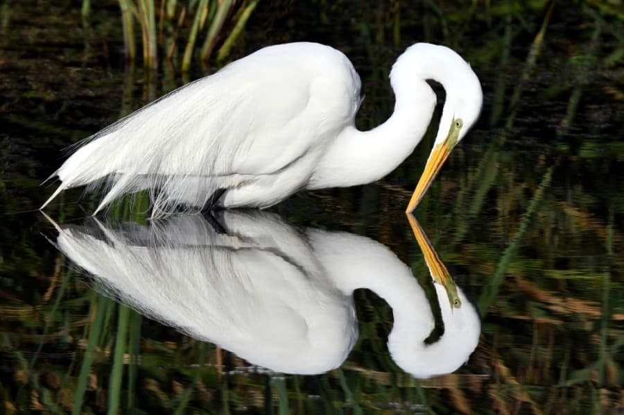 Visitors are drawn to Cullinan Park to explore the park's natural beauty. Photography enthusiasts and birders alike enter Cullinan Park's annual photo contest. Here are some of the scenes documented at the park in 2020. 3rd place - Birds: Great Egret (Courtsey William Evans)