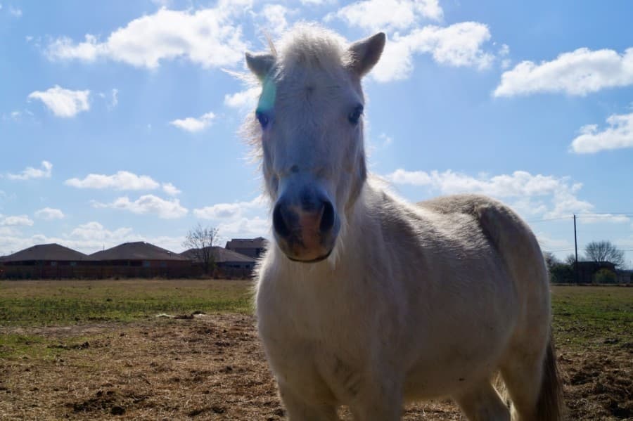 Austin-area equestrian nonprofit gallops into next chapter with new location
